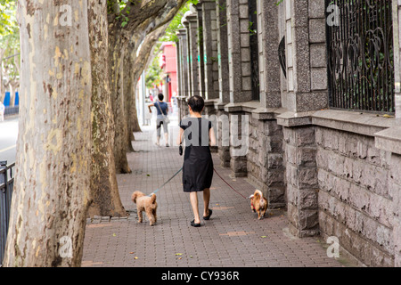 Une femme marche chinois ses chiens dans l'ancienne Concession Française de Shanghai, Chine Banque D'Images