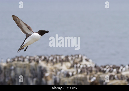 Petit pingouin volant au-dessus de colonie d'oiseaux de l'île, d'agrafe, Iles Farne Banque D'Images