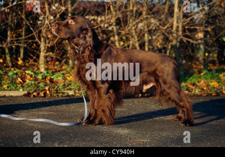 Vue latérale d'un champ spaniel tenus en laisse à l'extérieur Banque D'Images