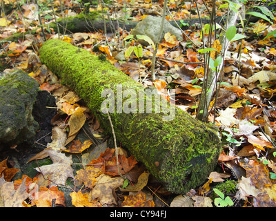 Sol de la forêt en automne, avec journal moussu Banque D'Images