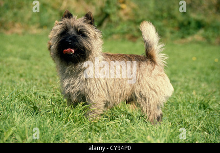 Adorable cairn terrier dans le champ/Angleterre Banque D'Images