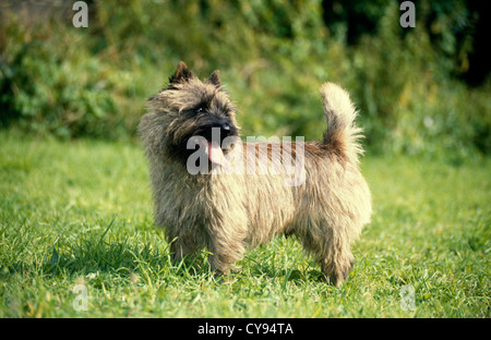 Adorable cairn terrier dans le champ/Angleterre Banque D'Images