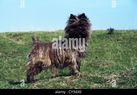 Adorable cairn terrier dans le champ/Angleterre Banque D'Images