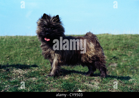 Adorable cairn terrier dans le champ/Angleterre Banque D'Images