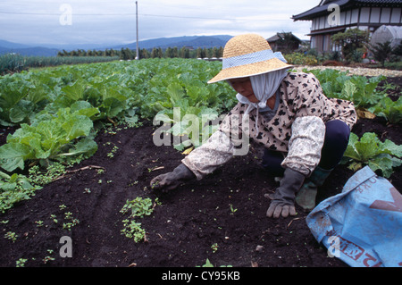 Le Japon, Honshu, Brassica oleracea acephala, Kale, woman tending potager. Banque D'Images