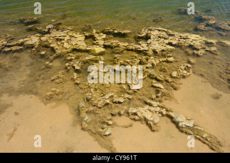 Détail de slime verte dans un étang d'eau stagnante Banque D'Images