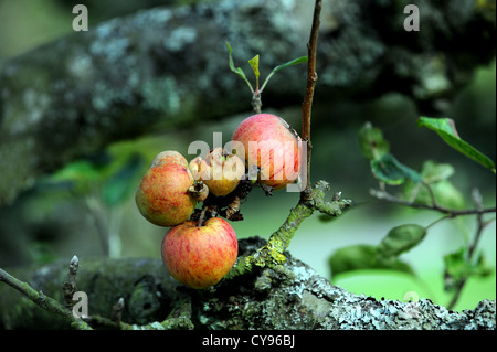 Une pomme pourrie encore accrochée à un arbre après la récolte a été ruiné par le temps humide pendant les mois d'été Banque D'Images