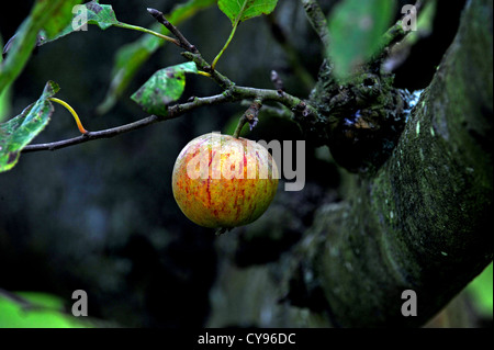 Une petite pomme encore accrochée à un arbre après la récolte a été ruiné par le temps humide pendant les mois d'été Banque D'Images