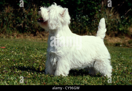 Vue latérale du West Highland White Terrier jouant dans la cour / Irlande Banque D'Images