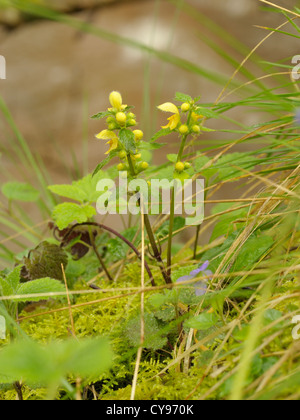 Lamiastrum galeobdolon Archange, jaune Banque D'Images