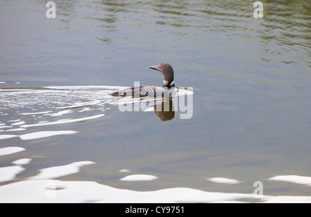 Un plongeur Great Northern, ou Plongeon huard (Gavia immer) plongée sous-marine pour l'alimentation dans un lac près de Jasper, Rocheuses canadiennes. Banque D'Images