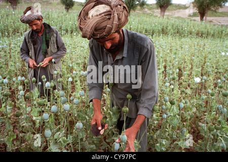 Papaver somniferum, coquelicot, le pavot à opium. L'Afghanistan, l'Badkshan Province Banque D'Images