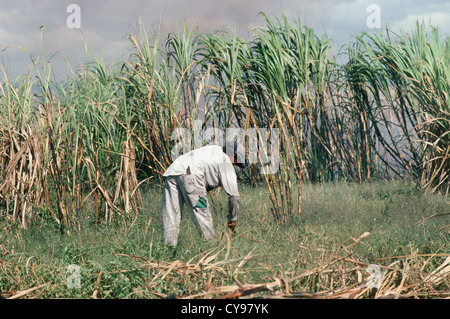 L'Amérique du Sud, le Brésil, l'Amazonie, Saccharum officinarum, plantation de canne à sucre la récolte. Banque D'Images