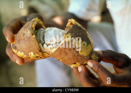 L'Afrique de l'Ouest, le Ghana, l'Euchi, cabosse, Theobroma cacao, fève de cacao. Banque D'Images