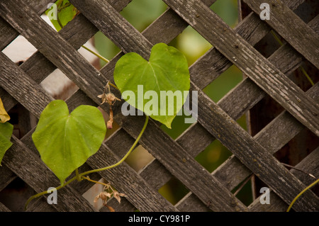 Vieille clôture en bois avec climber plante dans le jardin d'accueil. Banque D'Images