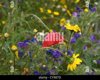 Fleurs sauvages avec poppy après la pluie avec des gouttes de pluie dans la zone en Andalousie Espagne Banque D'Images