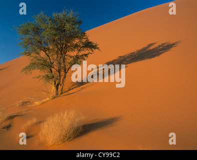 Acacia erioloba, Camel Thorn. Banque D'Images