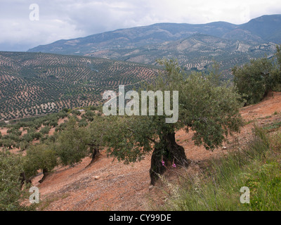 Paysage autour de Priego de Cordoba en Andalousie, bon pour une journée de randonnée le long des chemins de terre dans les oliveraies Banque D'Images