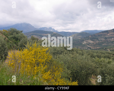 Paysage autour de Priego de Cordoba en Andalousie, bon pour une journée de randonnée dans les oliveraies. Floraison jaune vif balai espagnol Banque D'Images