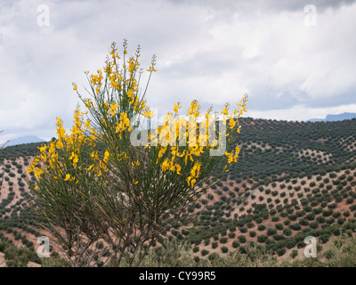 Paysage autour de Priego de Cordoba en Andalousie, oliviers, balai espagnol, probablement Catégorie : Augmente Melangez junceum, en premier plan Banque D'Images
