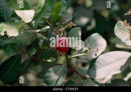 Anacardium occidentale, la noix de cajou. Banque D'Images