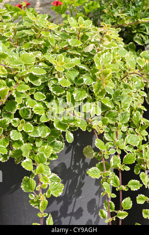 Swedish ivy (plectranthus forsteri) plectranthus coleoides syn. Banque D'Images