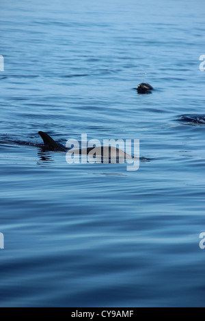 Dauphin commun (Delphinus delphis) à la surface pour l'air, des Açores, de l'Atlantique Nord Banque D'Images