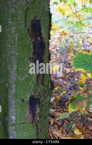 Horse Chestnut Tree Trunk montrant des signes de saignement cendré Banque D'Images