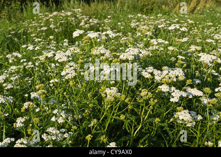 L'Achillea millefolium achillée (commune) Banque D'Images