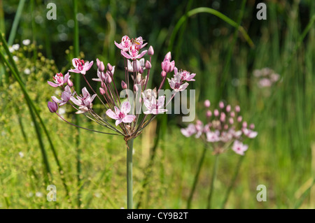 Le butome à ombelle (Butomus umbellatus) Banque D'Images