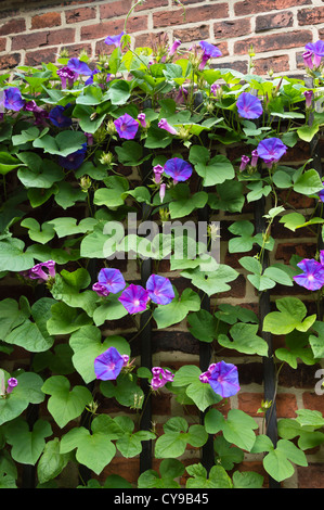 Ocean blue morning glory (Ipomoea indica) Banque D'Images