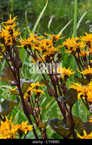 Summer ragwort (ligulaire dentata 'britt-marie crawford') Banque D'Images