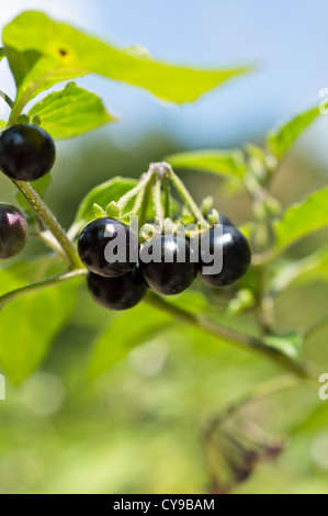 La morelle noire (Solanum nigrum) Banque D'Images