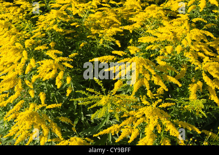 Jardin Houghton (Solidago x cultorum 'strahlenkrone') Banque D'Images