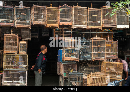 Les cages en bois plein d'oiseaux sur le marché d'animaux et d'oiseaux à Denpasar, dans le Sud de Bali, Indonésie. Banque D'Images