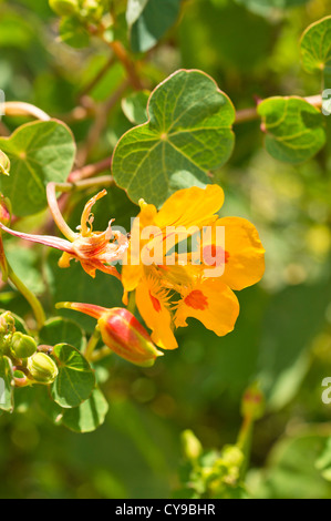 Capucine (tropaeolum minus) Banque D'Images