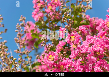 Crape myrtle (Lagerstroemia indica) Banque D'Images