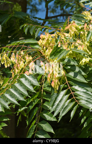 Arbre du ciel (Ailanthus altissima) Banque D'Images