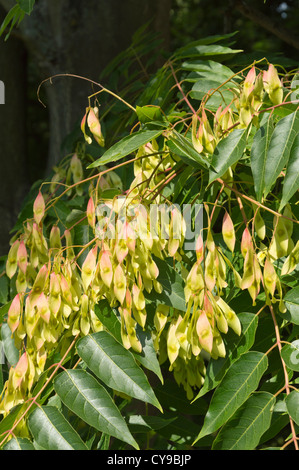 Arbre du ciel (Ailanthus altissima) Banque D'Images
