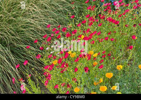 Du lin (Linum grandiflorum 'rubrum') et de pavot de Californie (Eschscholzia californica) Banque D'Images