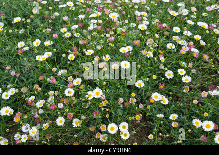 Latin American fleabane (Erigeron karvinskianus) Banque D'Images