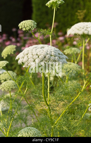 Cure-dents (mauvaises herbes) ammi visnaga Banque D'Images