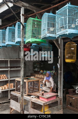 Les cages en bois plein d'oiseaux sur le marché d'animaux et d'oiseaux à Denpasar, dans le Sud de Bali, Indonésie. Banque D'Images