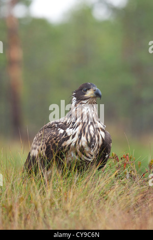 White-queue blanche (Haliaeetus albicilla). L'Estonie. Banque D'Images