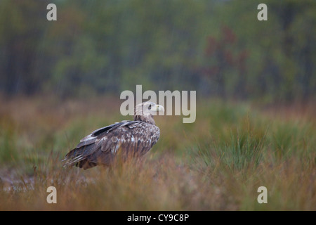 White-queue blanche (Haliaeetus albicilla). Dans la pluie. L'Estonie. Banque D'Images