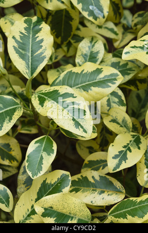 Rusty (fig ficus rubiginosa 'Variegata') Banque D'Images