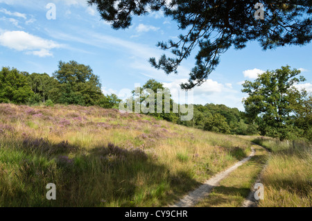 Bruyère commune (Calluna vulgaris), parc national De Meinweg, Pays-Bas Banque D'Images