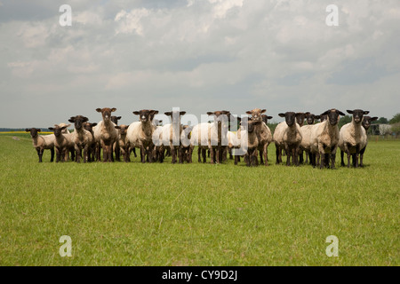 Troupeau de moutons sur les pâturages, feldberger seenlandschaft, plaque de lac mecklembourgeoise district, mecklenburg-vorpommern, Allemagne Banque D'Images