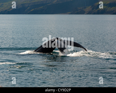 Queue de baleine, Husavik Islande Banque D'Images