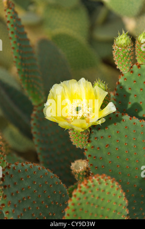 Oreilles de lapin cactus (Opuntia microdasys) Banque D'Images